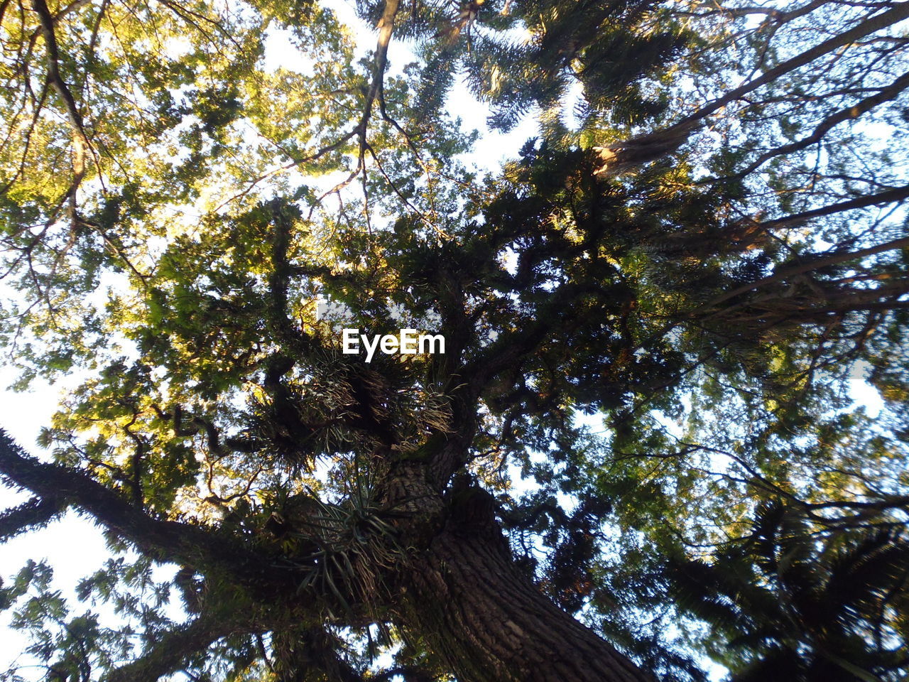 LOW ANGLE VIEW OF FLOWER TREES AGAINST SKY