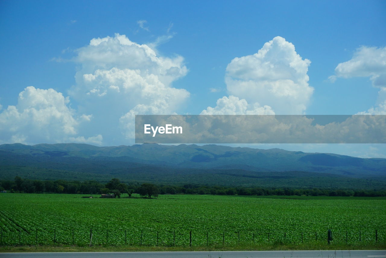 SCENIC VIEW OF CROP FIELD AGAINST SKY