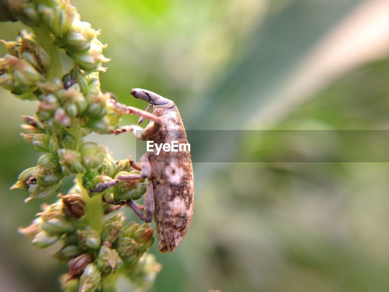 Close-up of bug on flower bud growing on plant