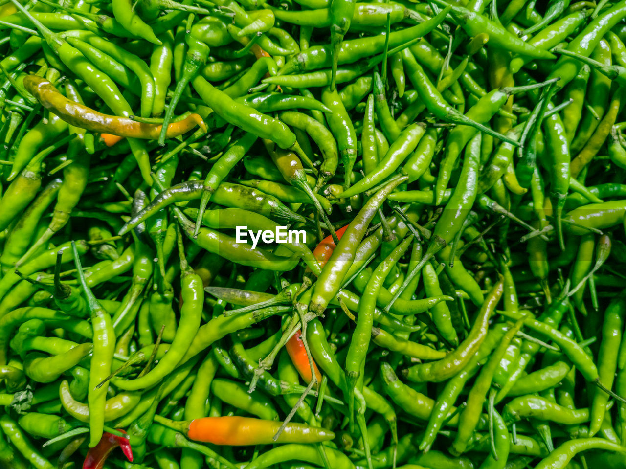 FULL FRAME SHOT OF GREEN CHILI PEPPER