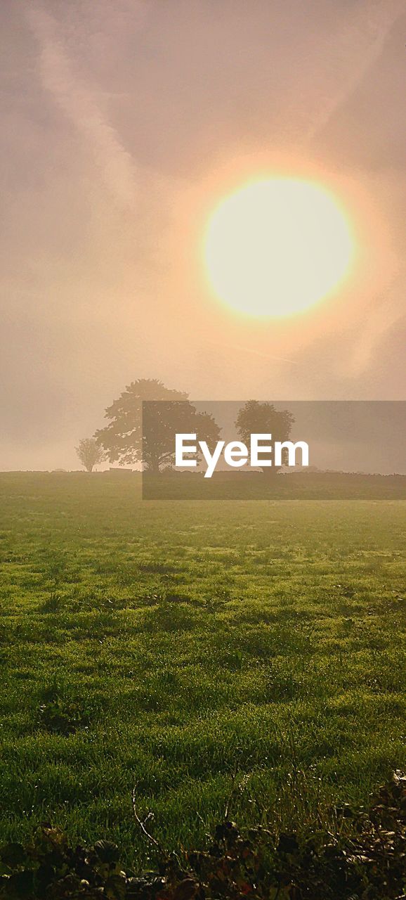 SCENIC VIEW OF GRASSY FIELD AGAINST SKY DURING SUNSET