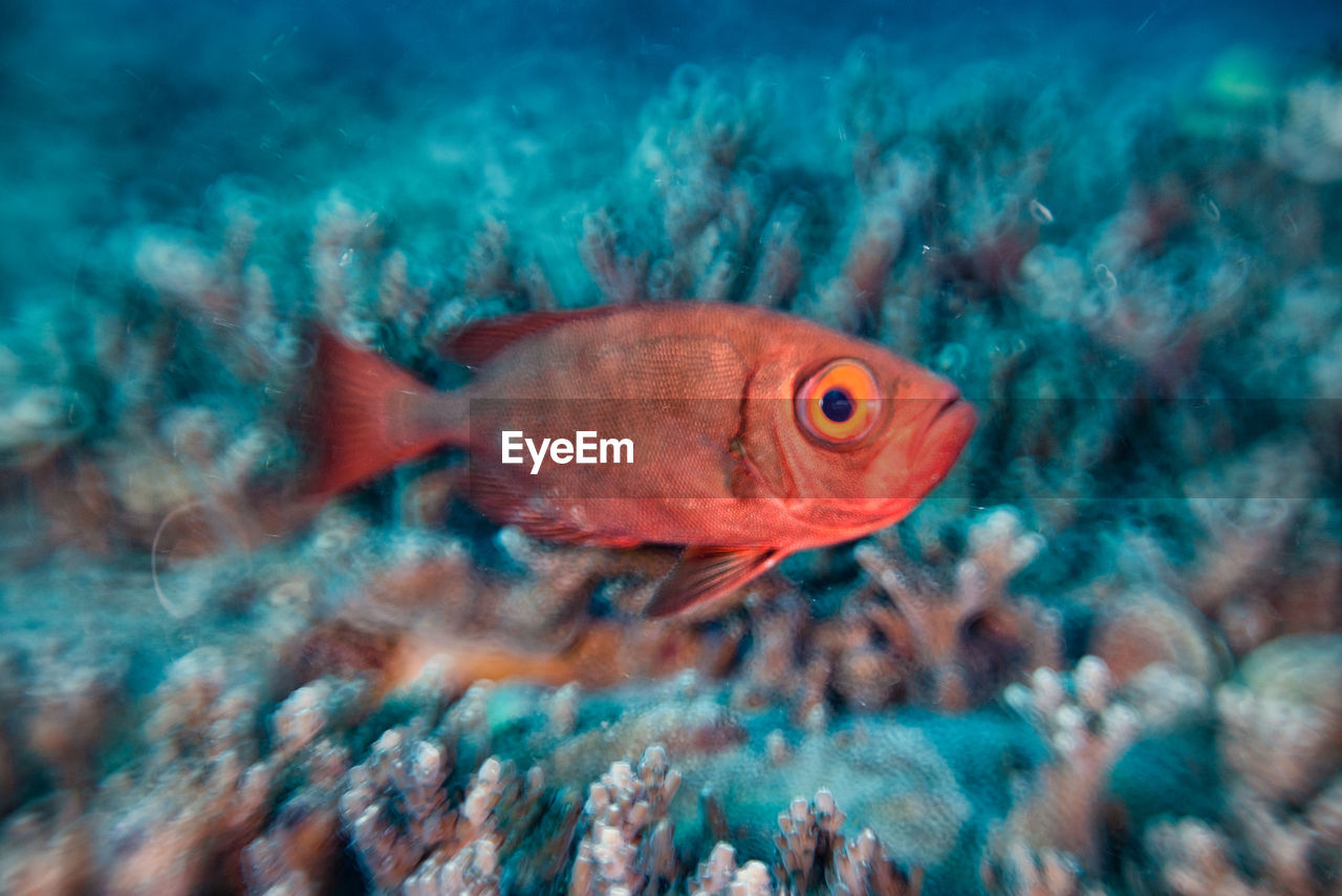 View of fish swimming in sea