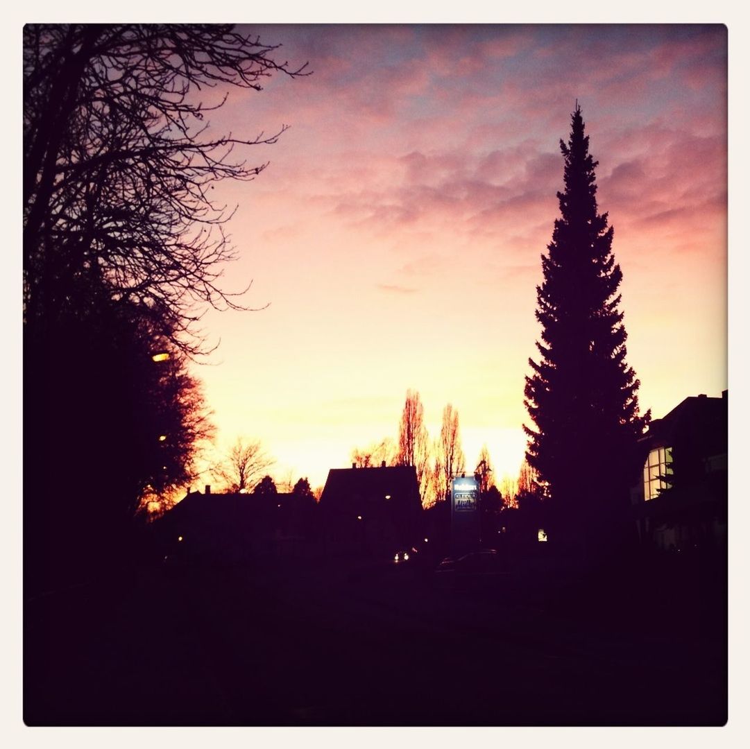 SILHOUETTE TREES AT SUNSET