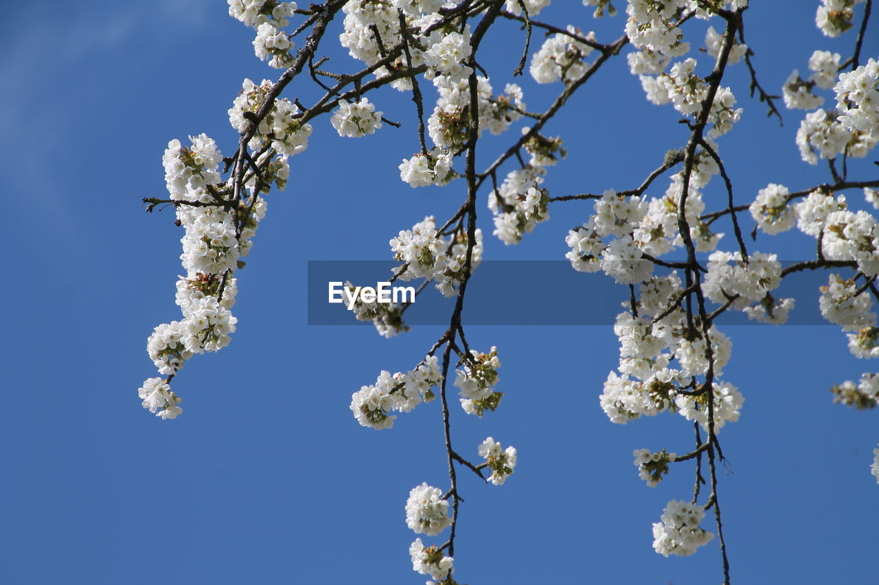 Low angle view of cherry blossom tree