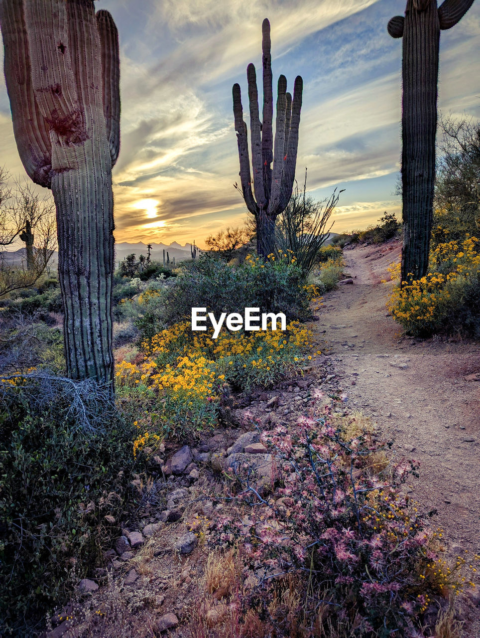 plant, sky, nature, flower, sunset, succulent plant, beauty in nature, cactus, landscape, land, cloud, growth, no people, scenics - nature, evening, saguaro cactus, tranquility, environment, tranquil scene, autumn, field, outdoors, desert, tree, non-urban scene, flowering plant, sunlight