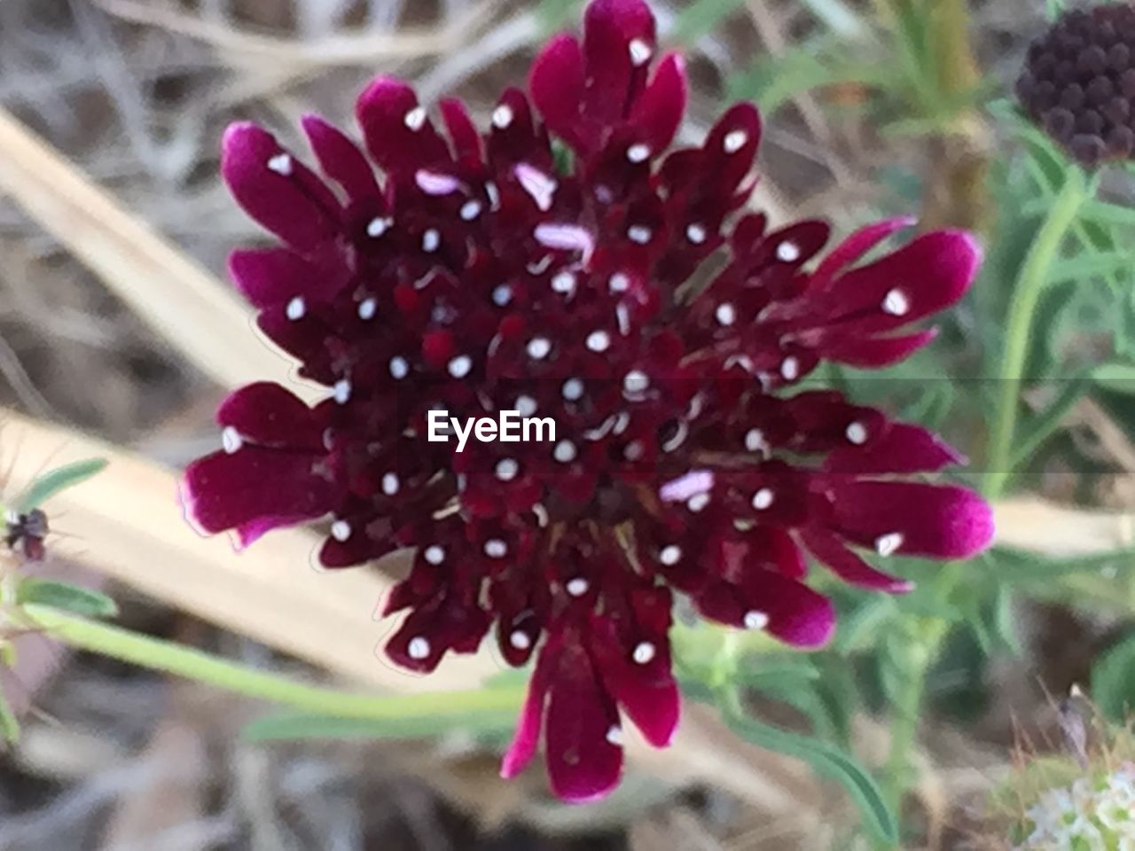 CLOSE-UP OF RED FLOWERS BLOOMING