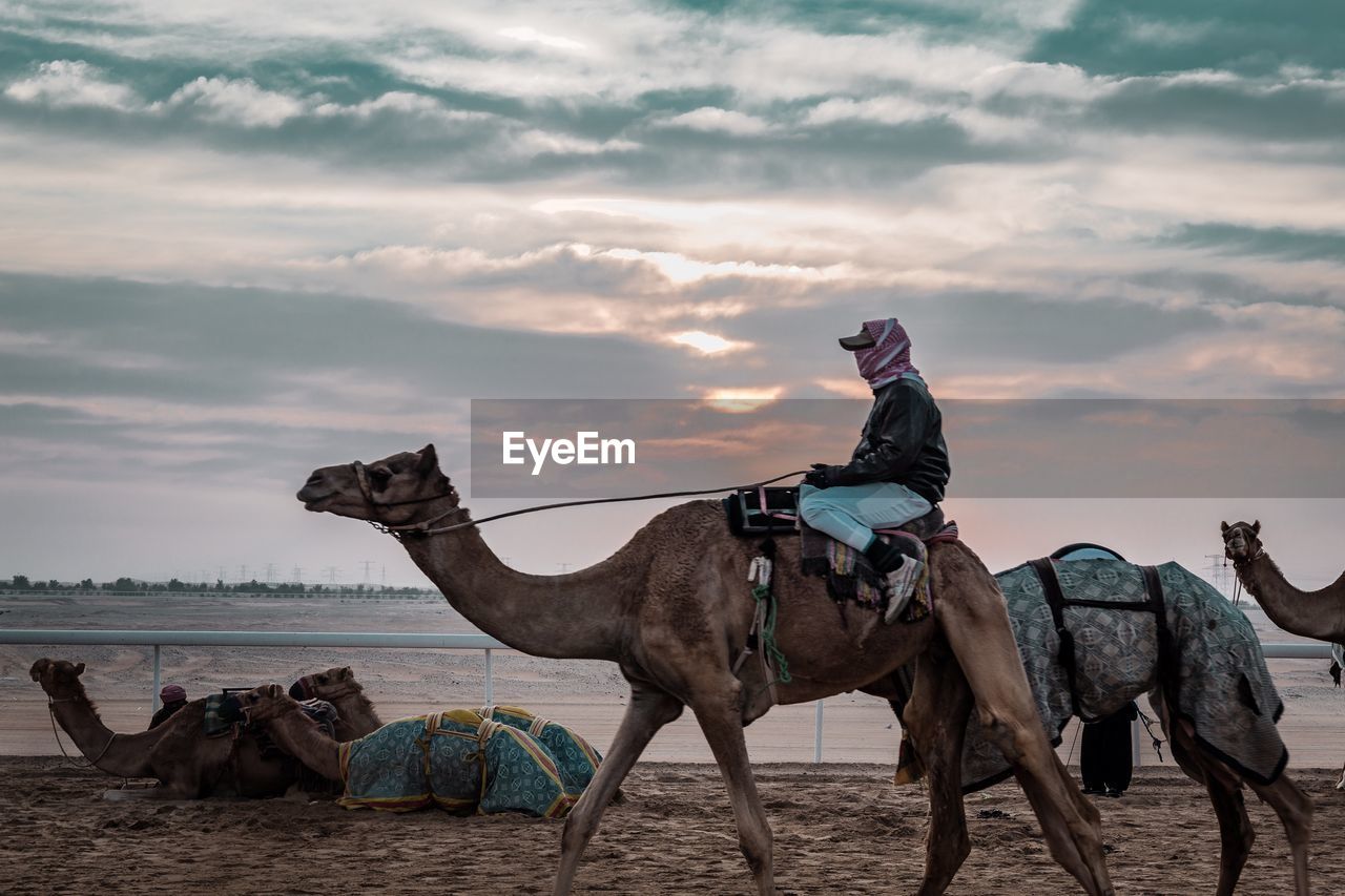 VIEW OF HORSE RIDING HORSES