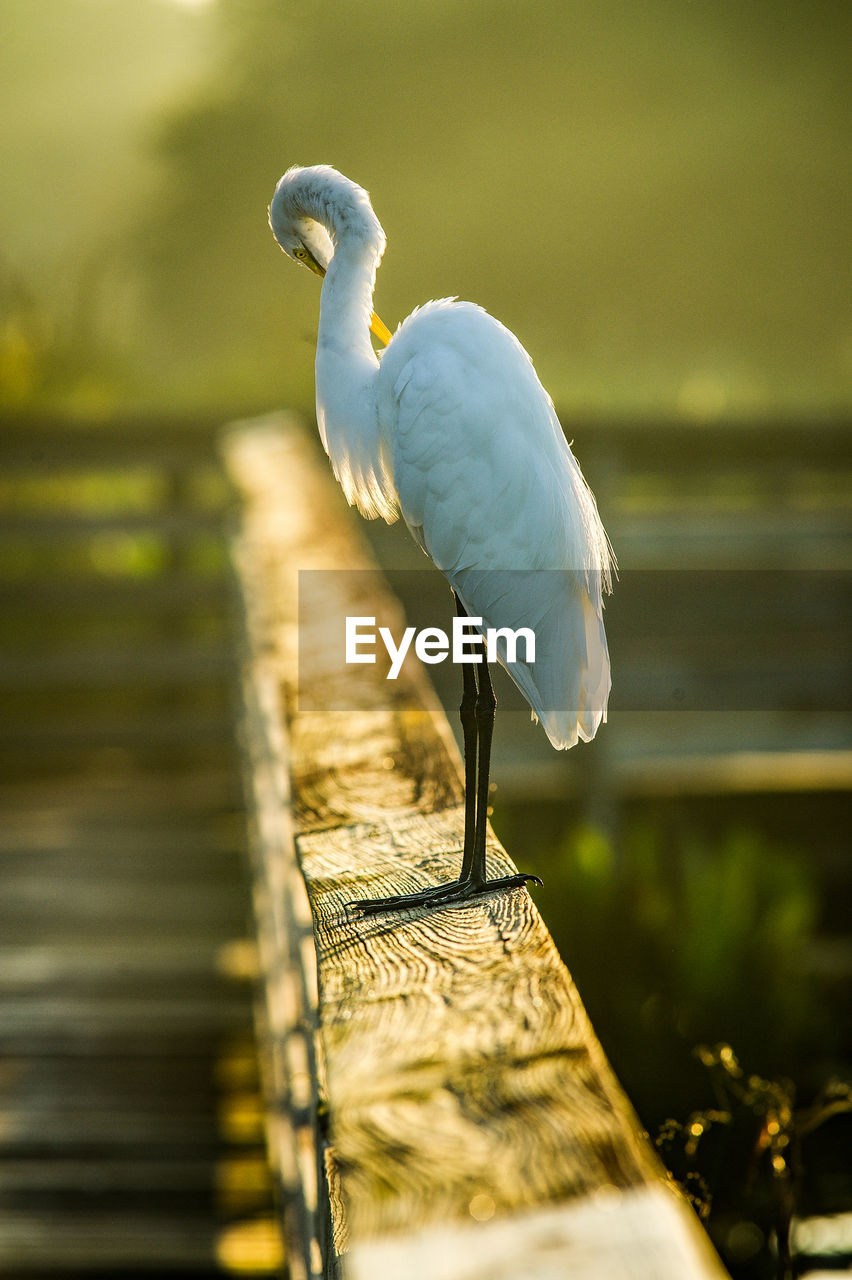 Bird perching on wooden post