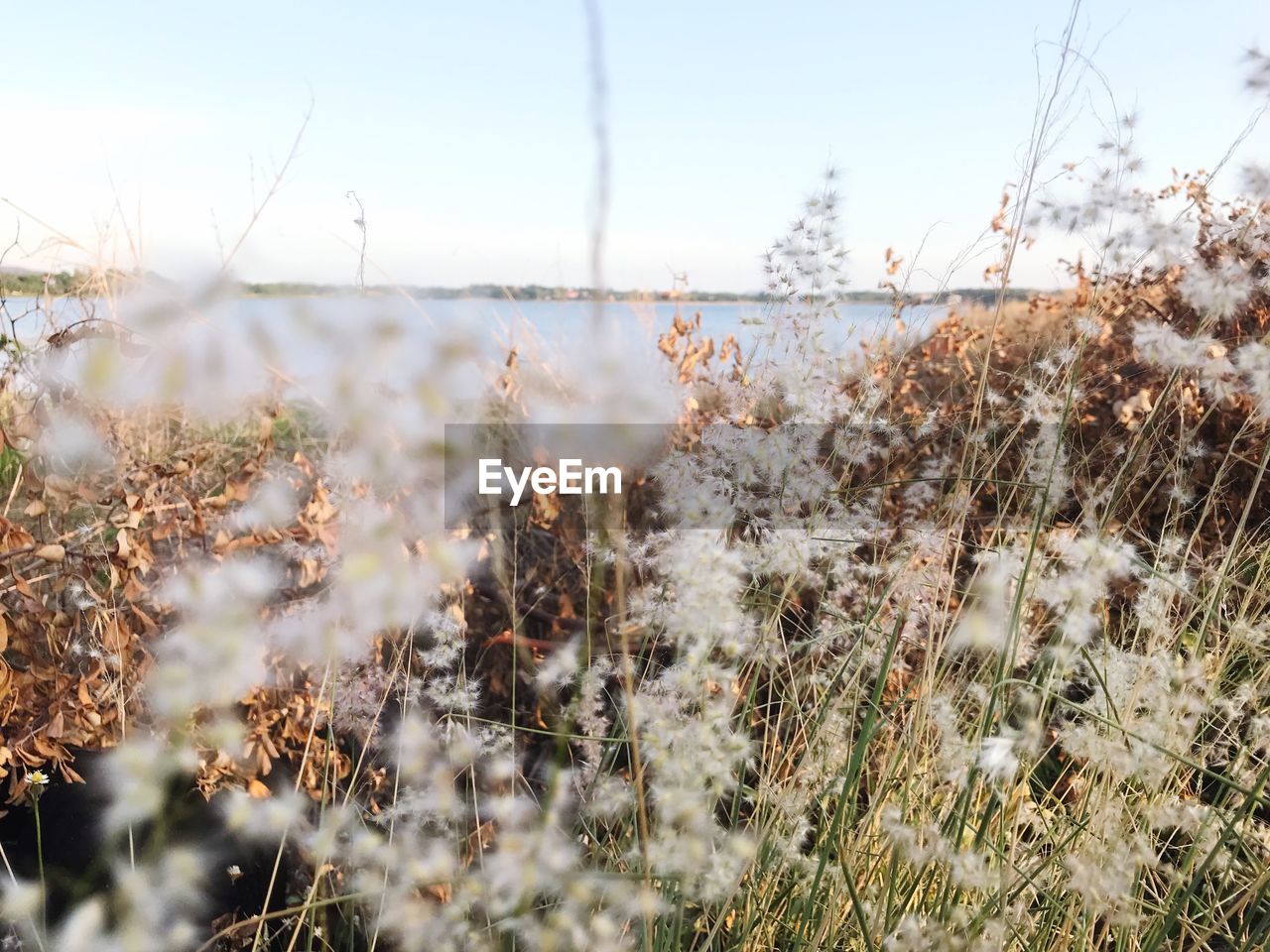 Close-up of dry plants on field against sky