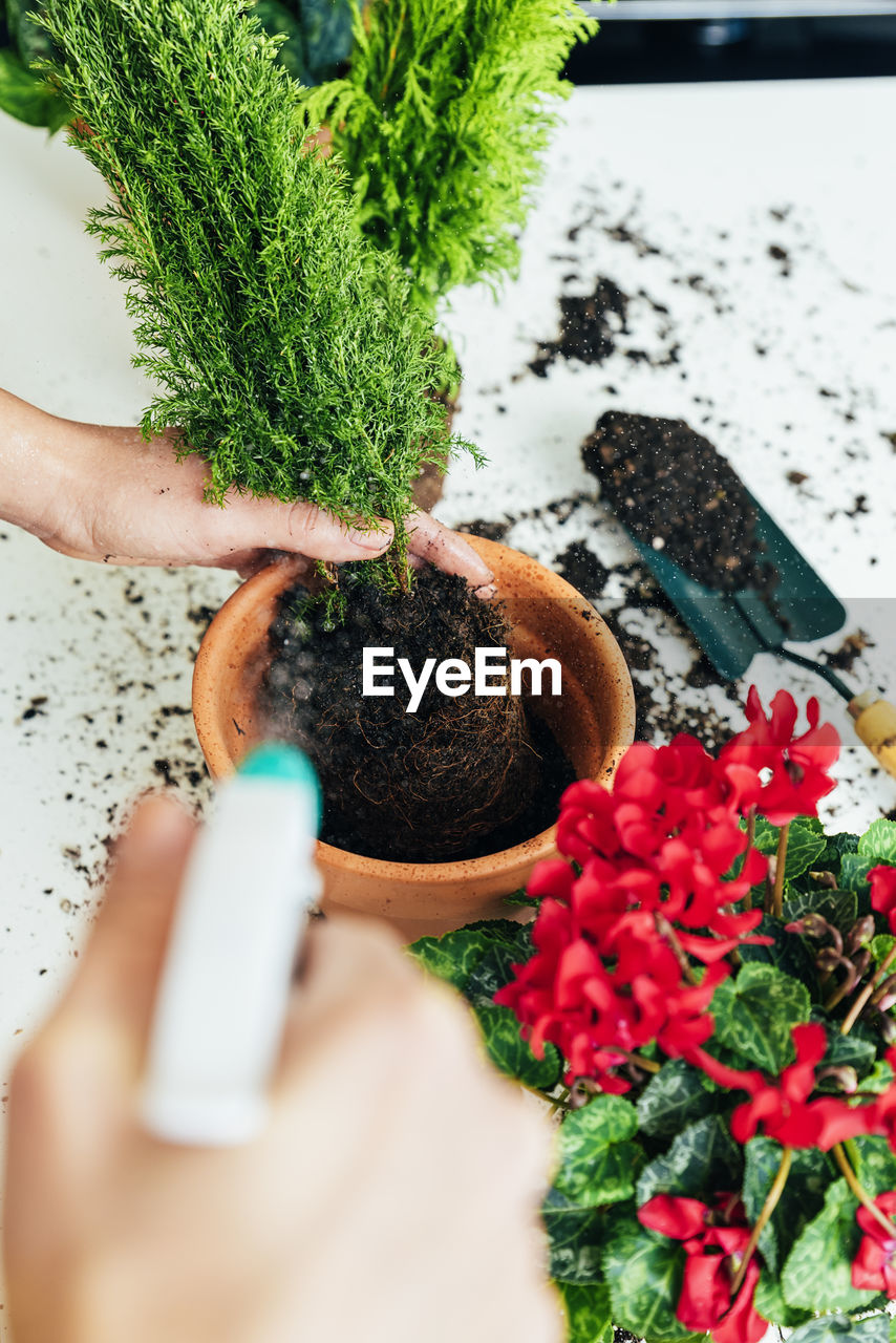 Midsection of woman gardening on table