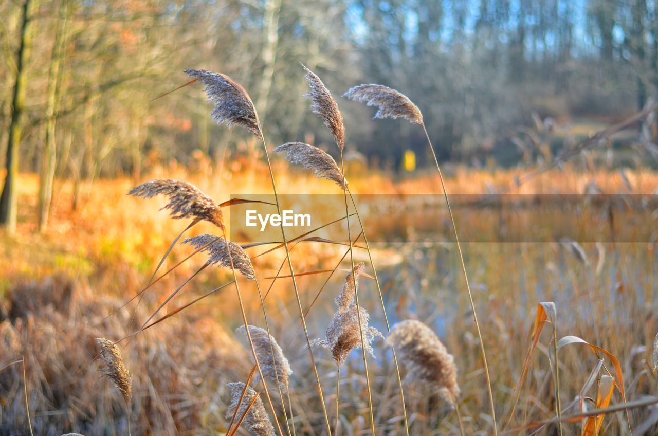 Close-up of frozen grass on field