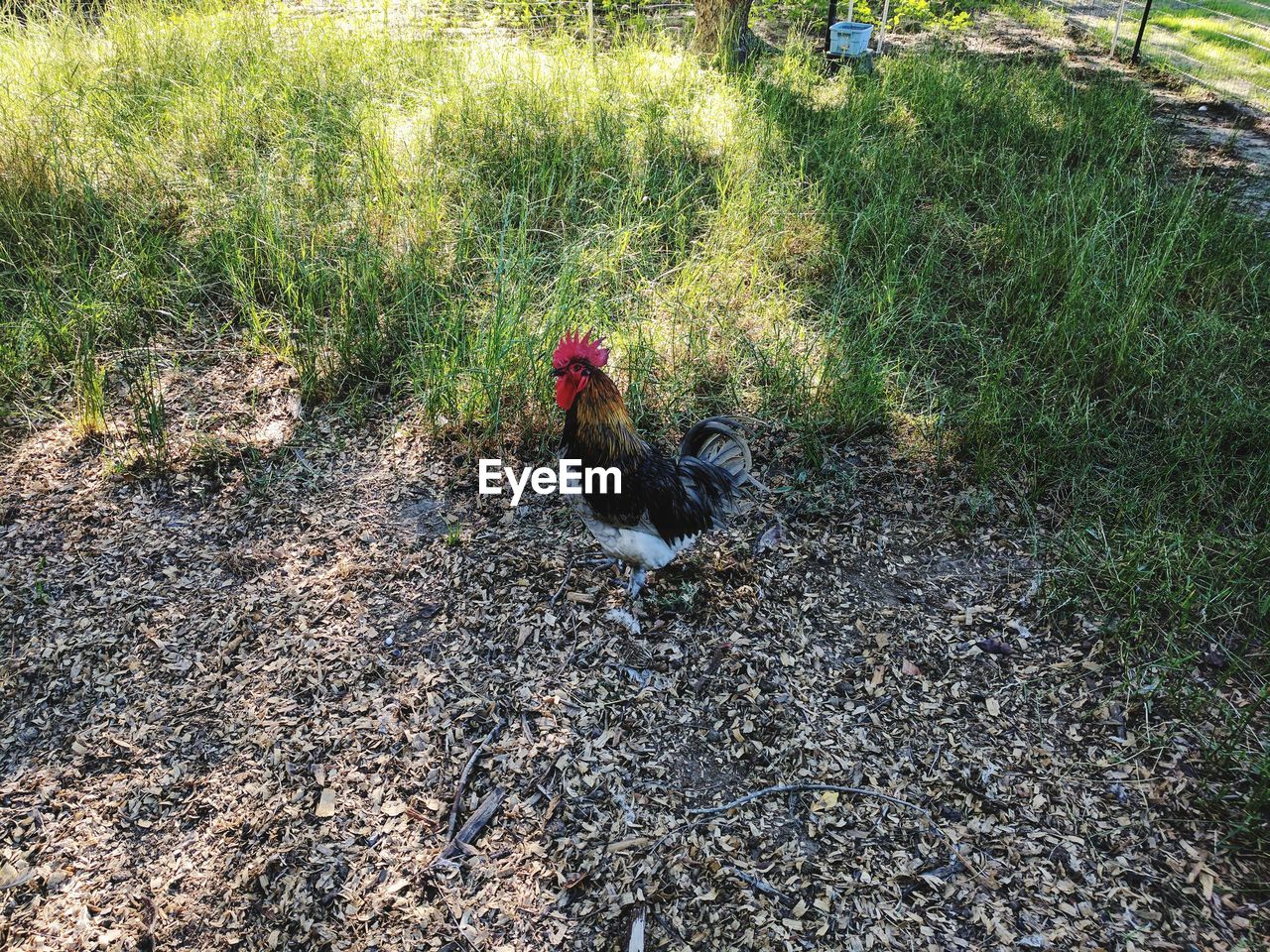 BIRDS IN FIELD