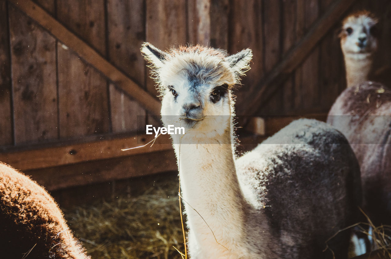 Cute alpaca in barn looking at camera eating and smiling