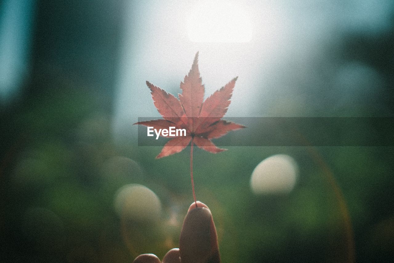 Close-up of hand in autumn leaf