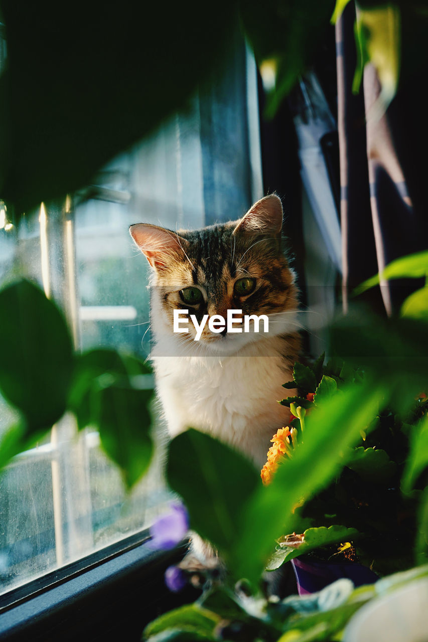 Cat sitting on a window