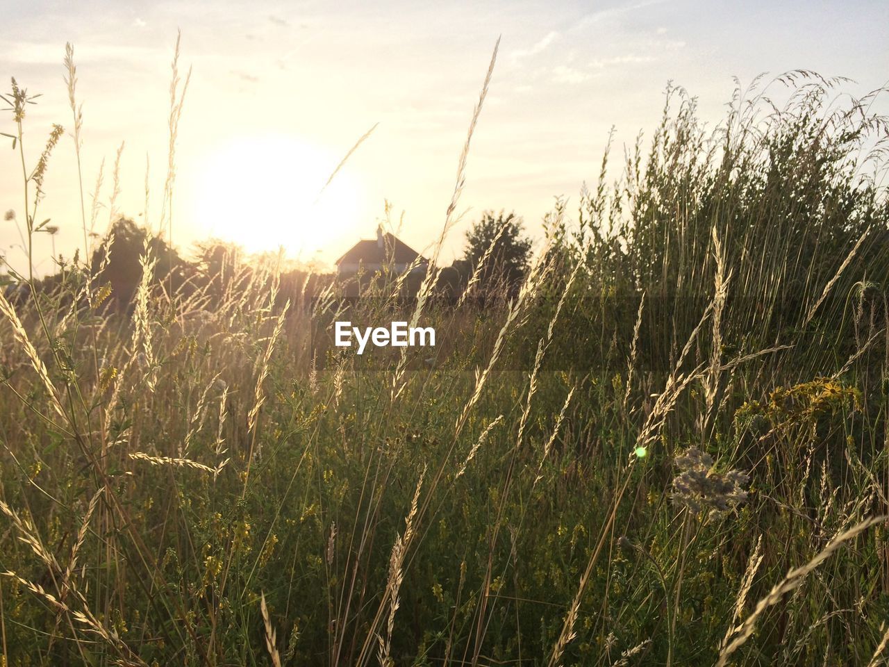 Field at sunset by rural village