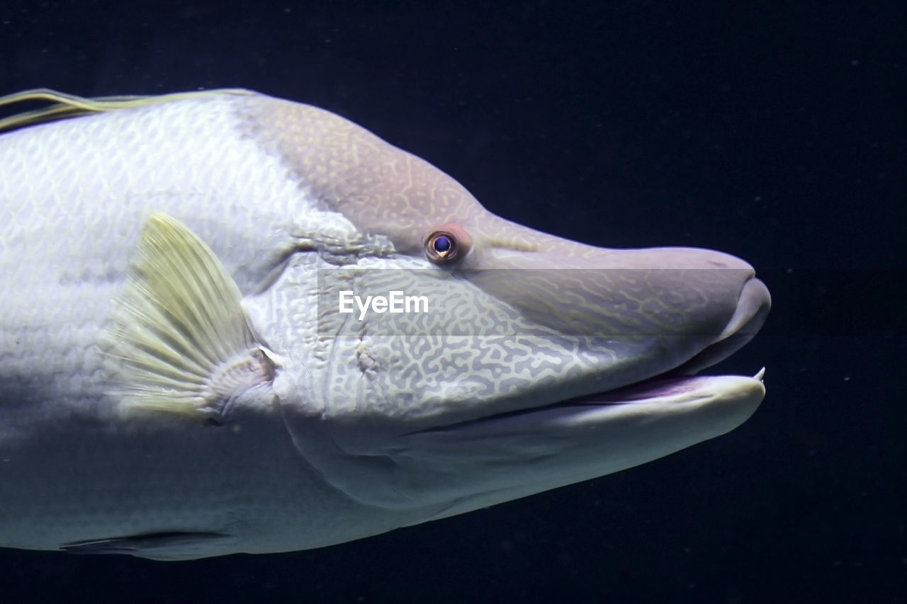 Close-up of fish swimming in aquarium