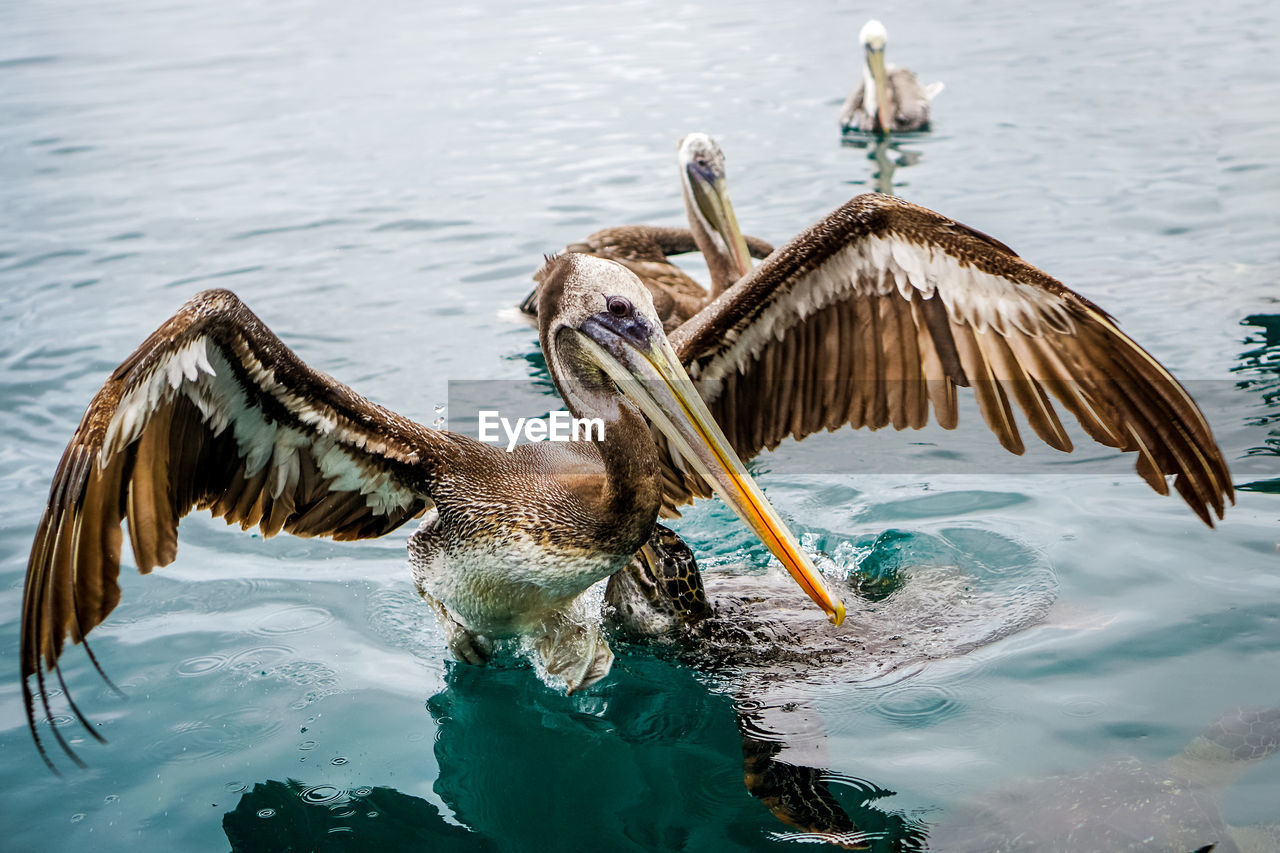 BIRD FLYING OVER LAKE