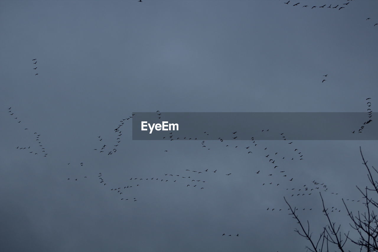 Low angle view of birds flying