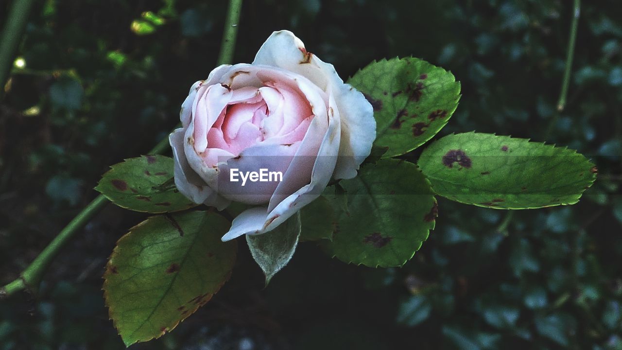 Close-up of pink rose blooming outdoors