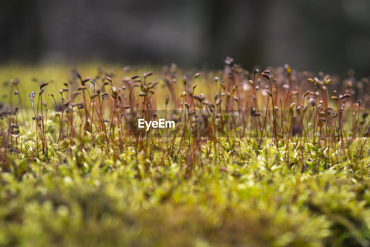 Close-up of plants growing on field