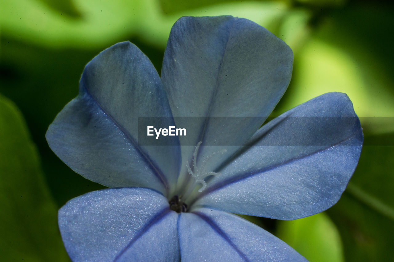 CLOSE-UP OF FLOWER BLOOMING