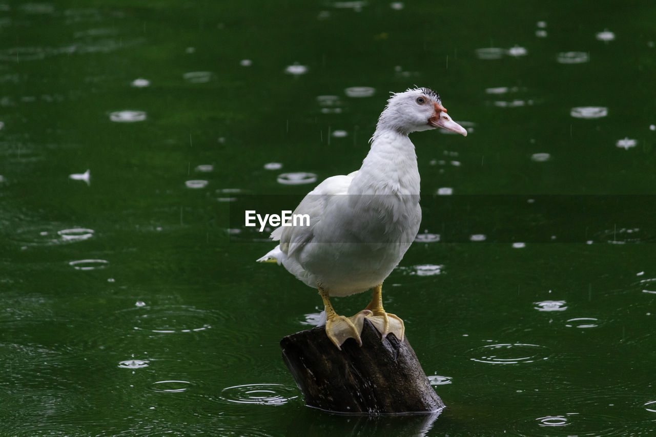 DUCK IN LAKE
