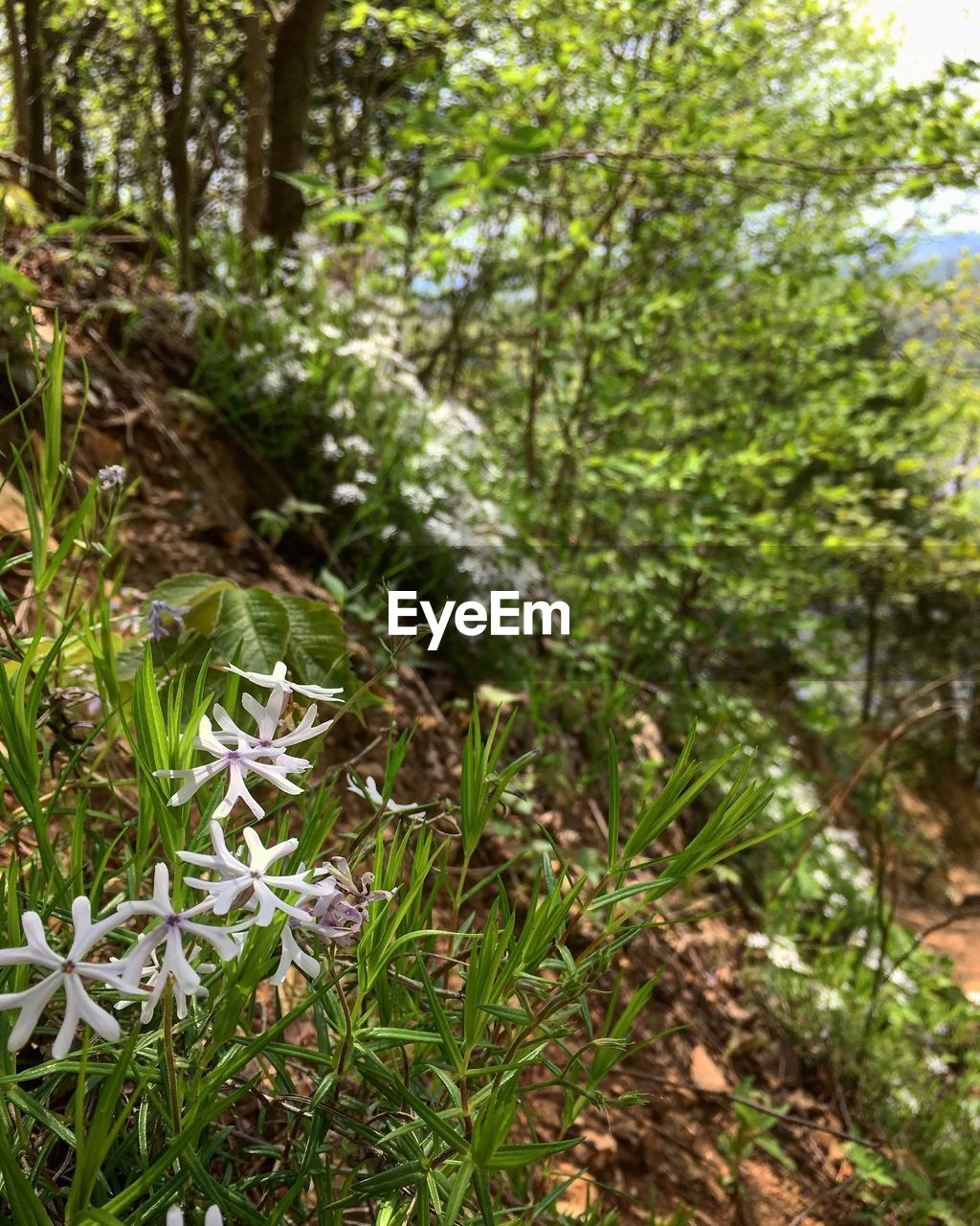 CLOSE-UP OF FLOWERS GROWING ON FIELD