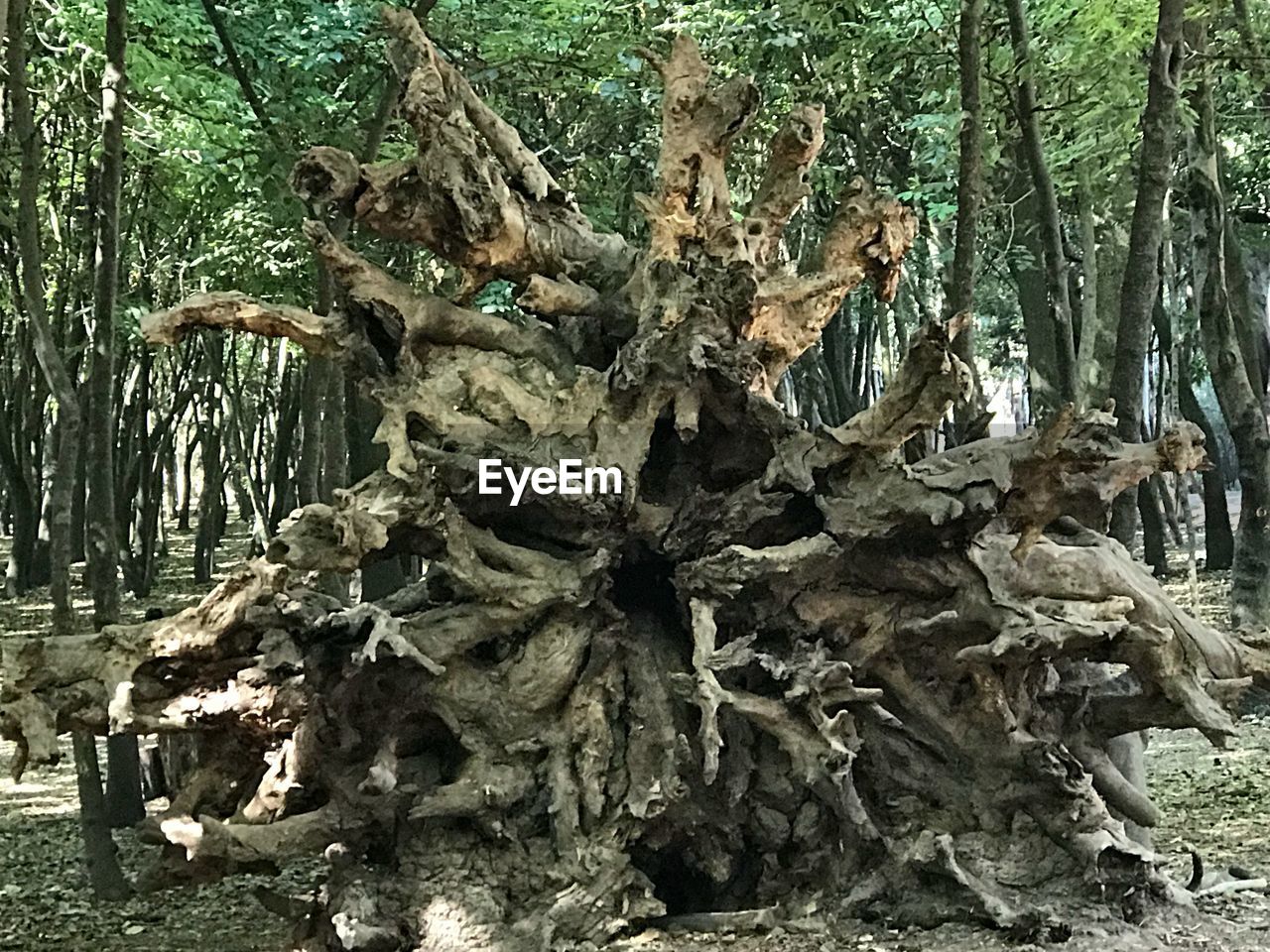 CLOSE-UP OF TREE TRUNK