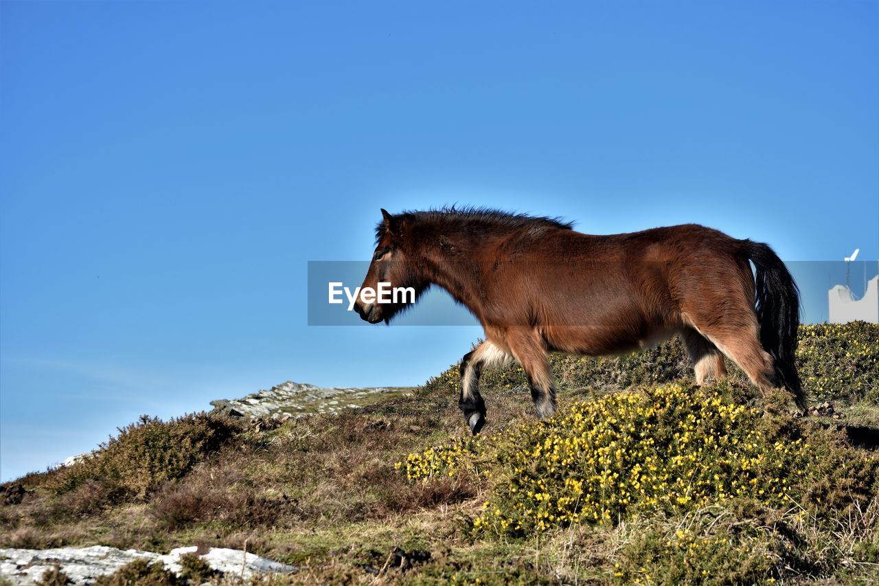 Side view of horse on field against sky