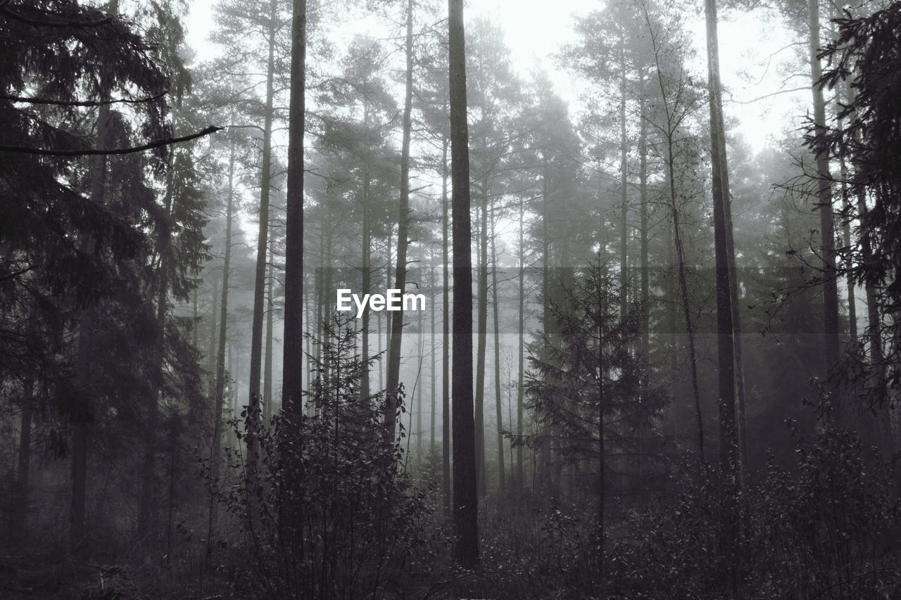 VIEW OF TREES IN FOREST