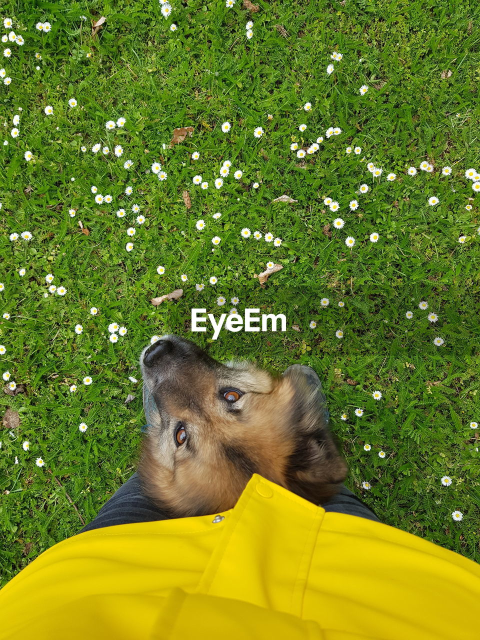 HIGH ANGLE VIEW OF A DOG ON GRASSY FIELD