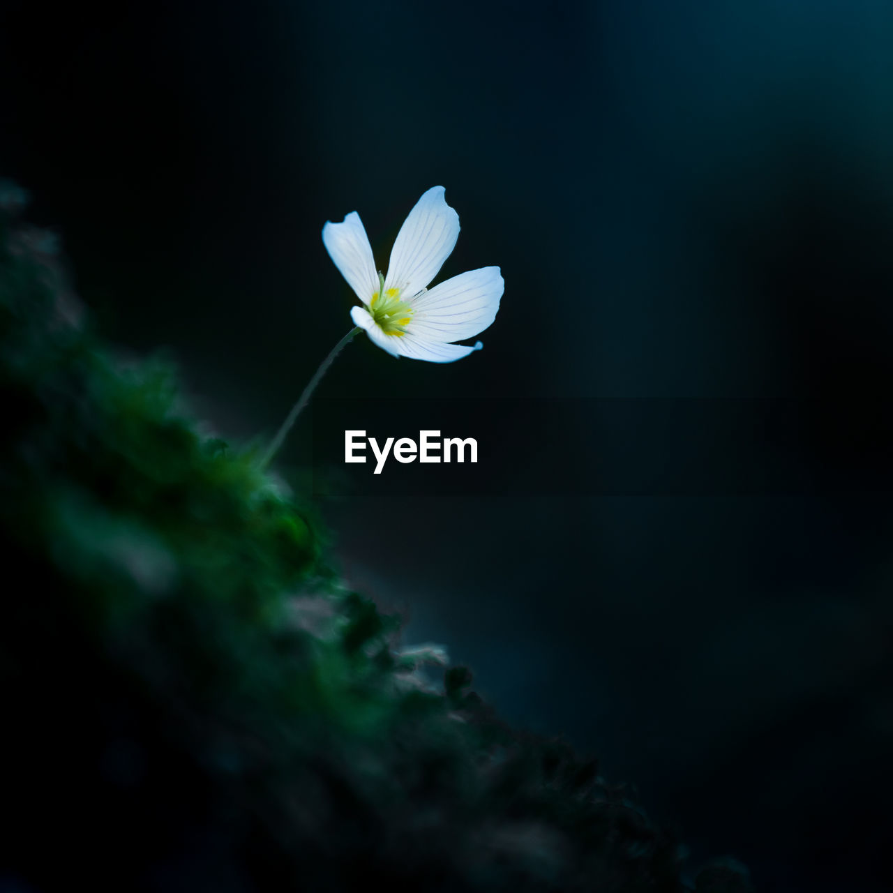 Beautiful white wood sorrel flowers blooming on a forest ground. shallow depth of field. 