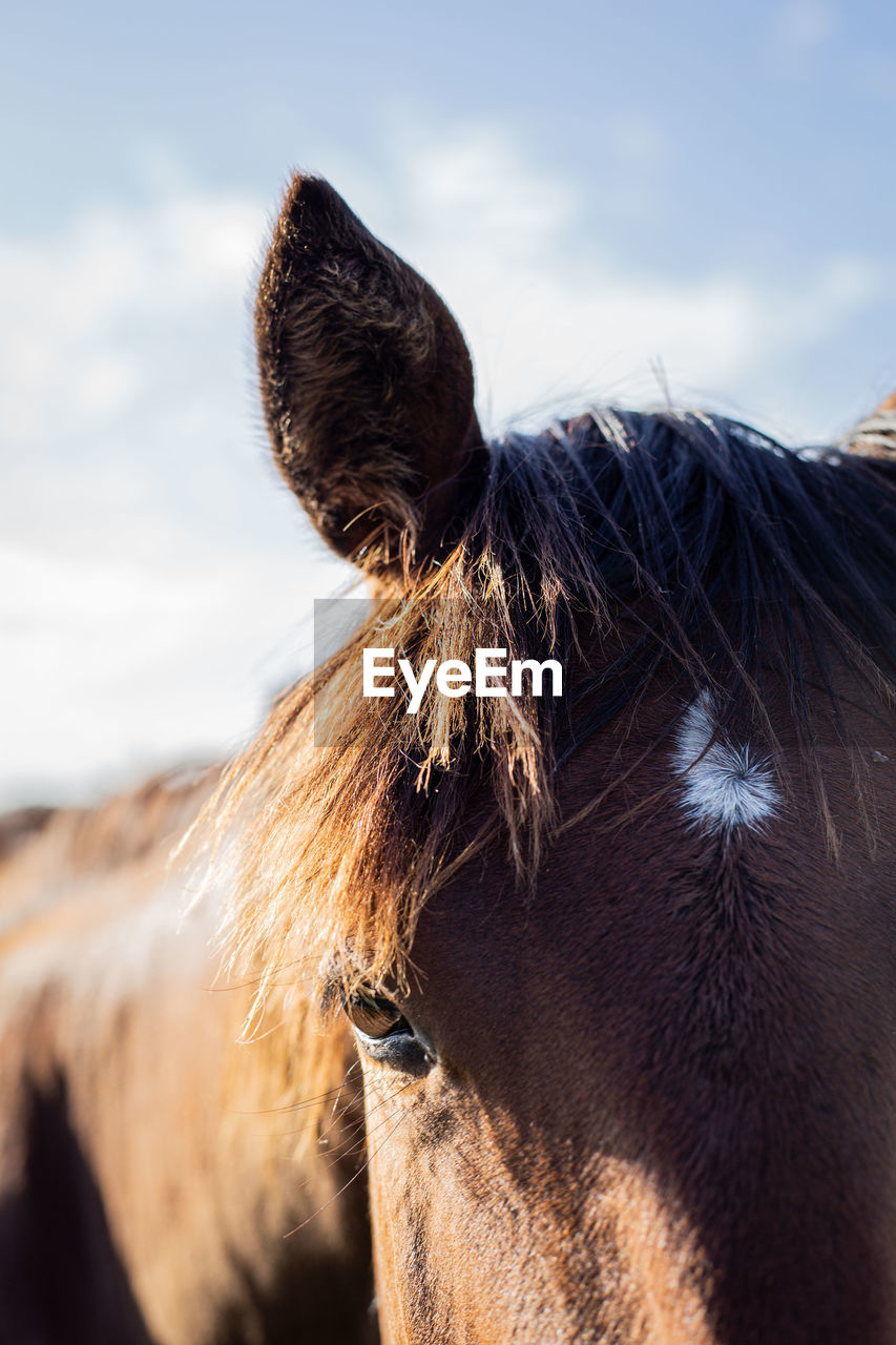 Close-up of horse outdoors