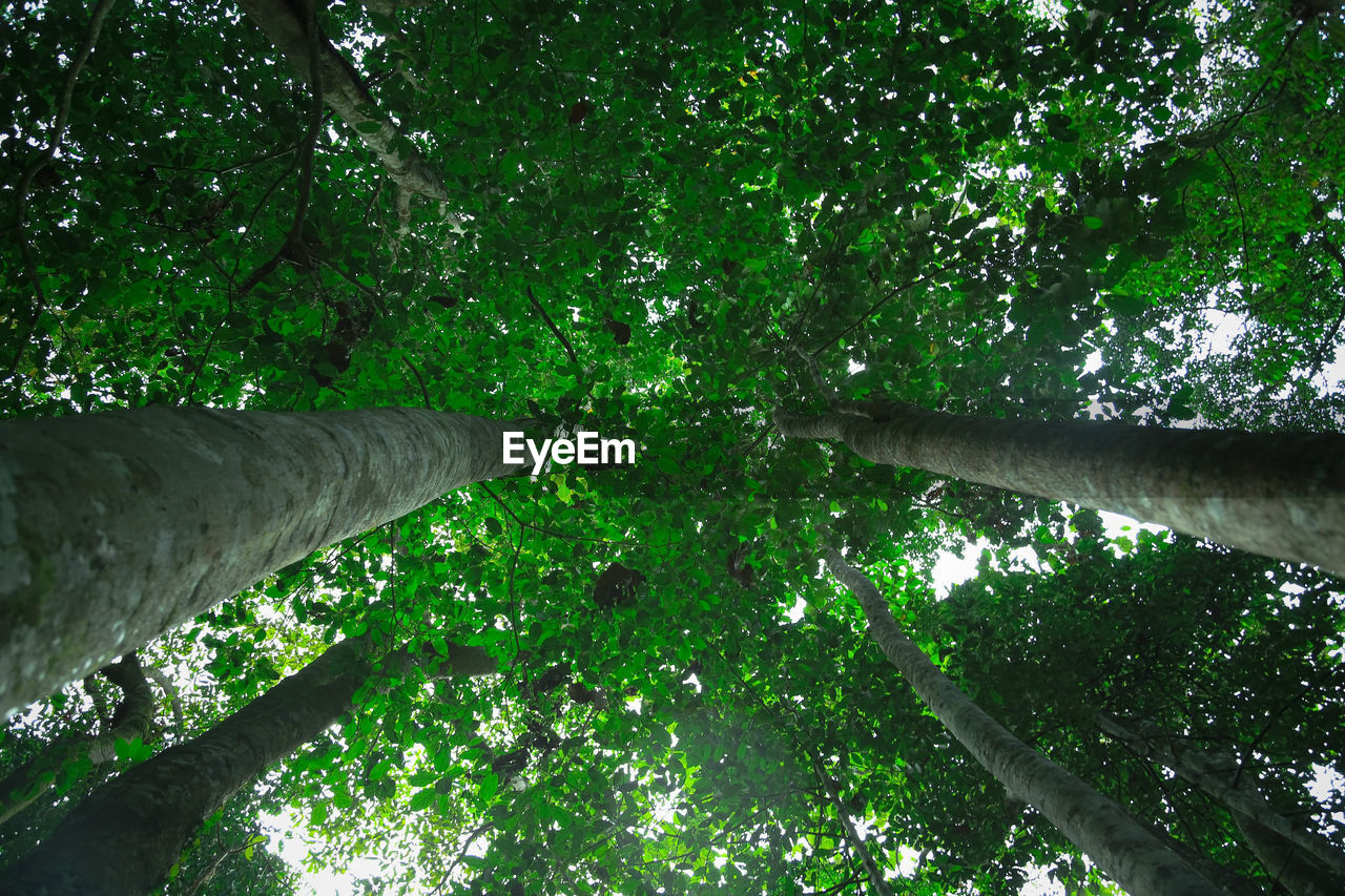 LOW ANGLE VIEW OF TREES AGAINST SKY