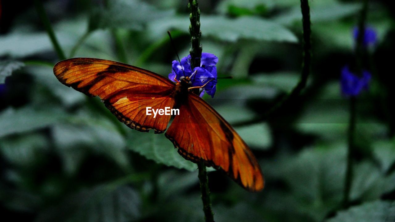 CLOSE-UP OF BUTTERFLY ON PLANT AGAINST SKY