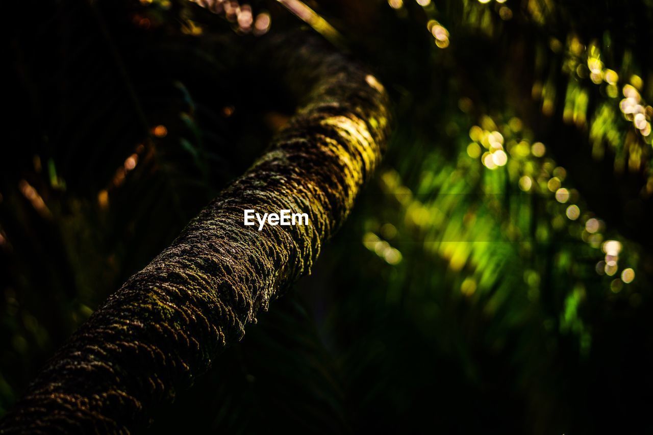 Close-up of fern against trees