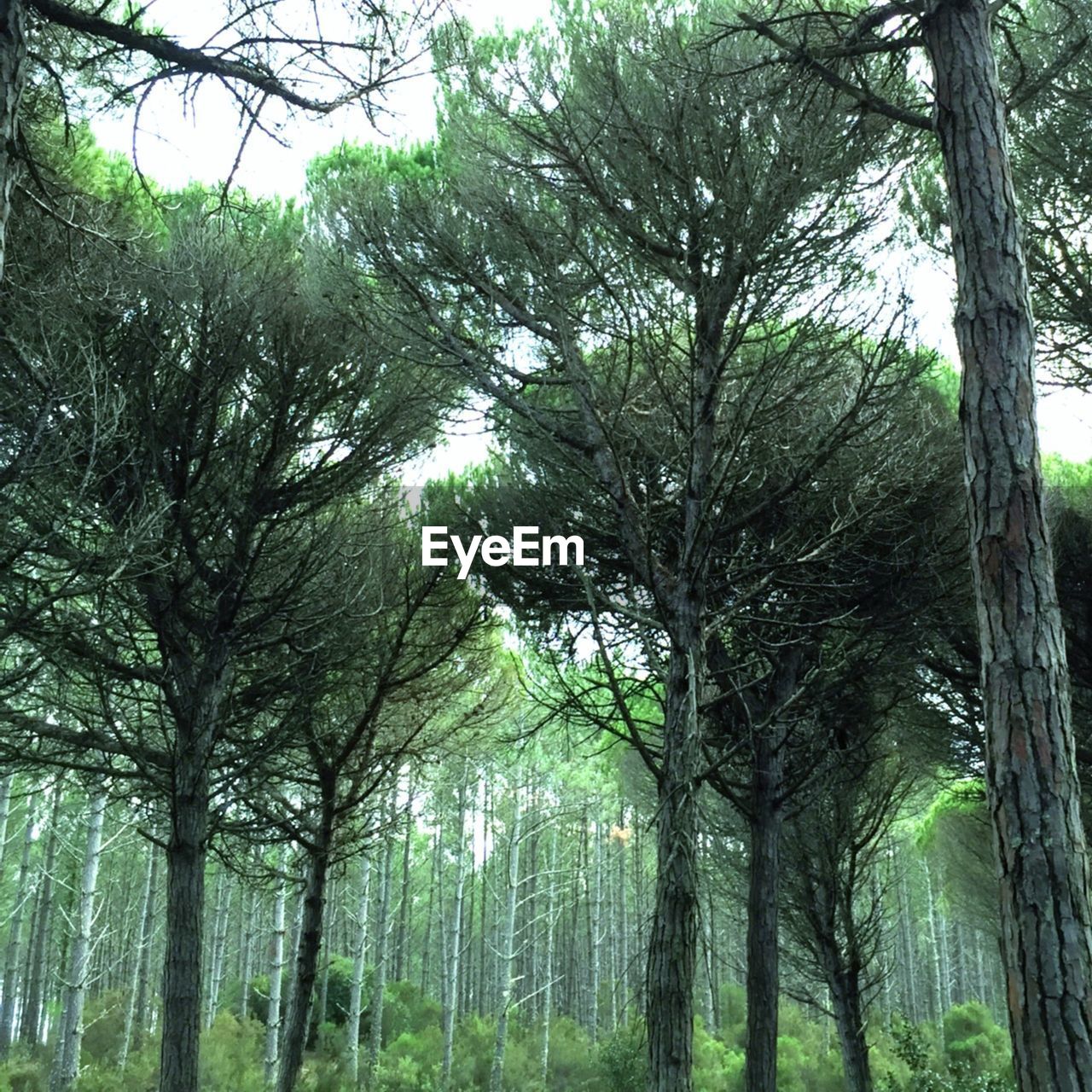 VIEW OF TREES IN FOREST