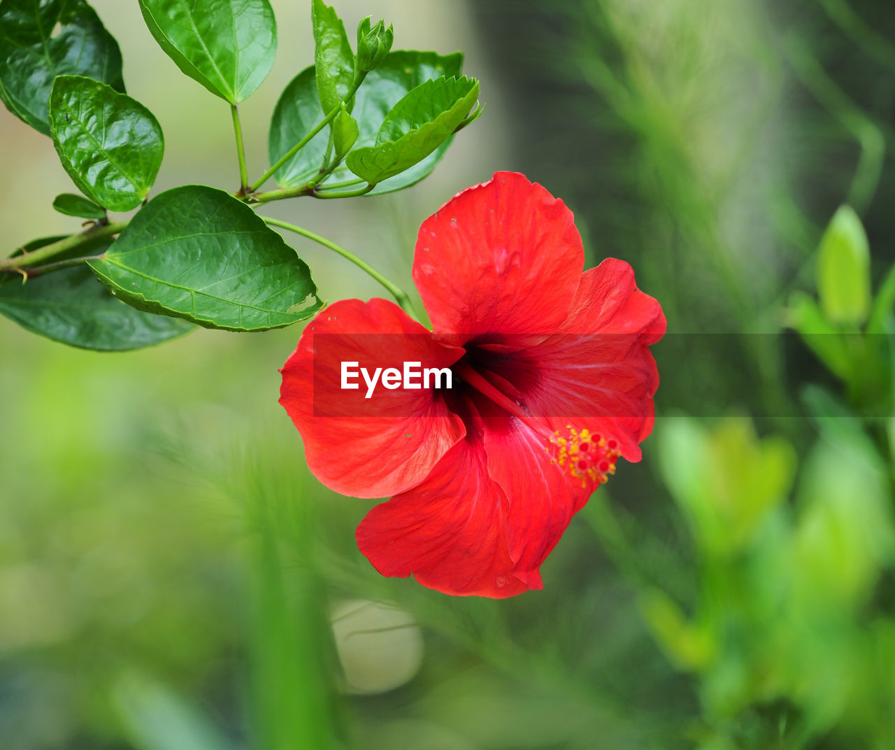 CLOSE-UP OF RED HIBISCUS FLOWER AGAINST BLURRED BACKGROUND