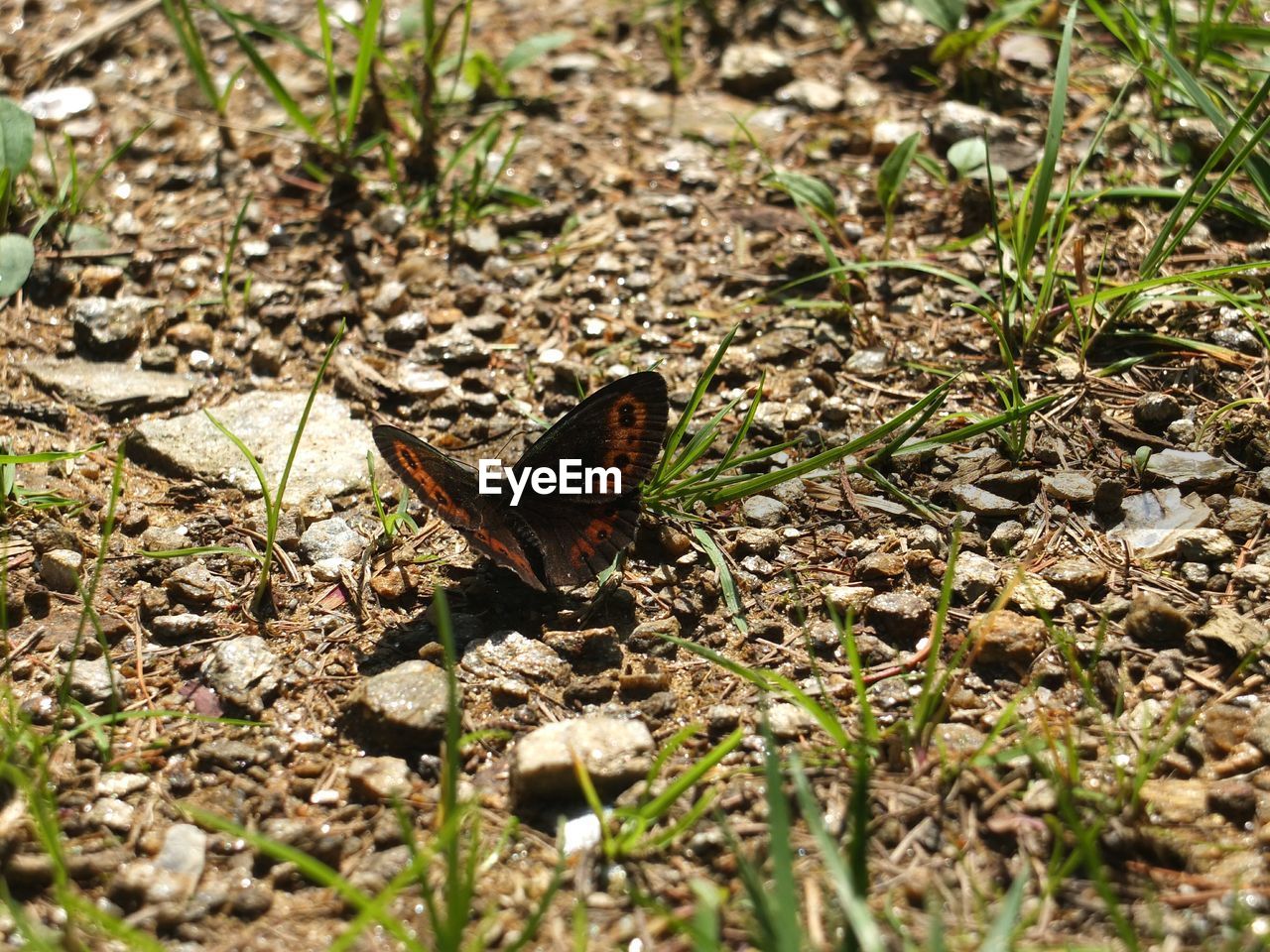 High angle view of butterfly on field