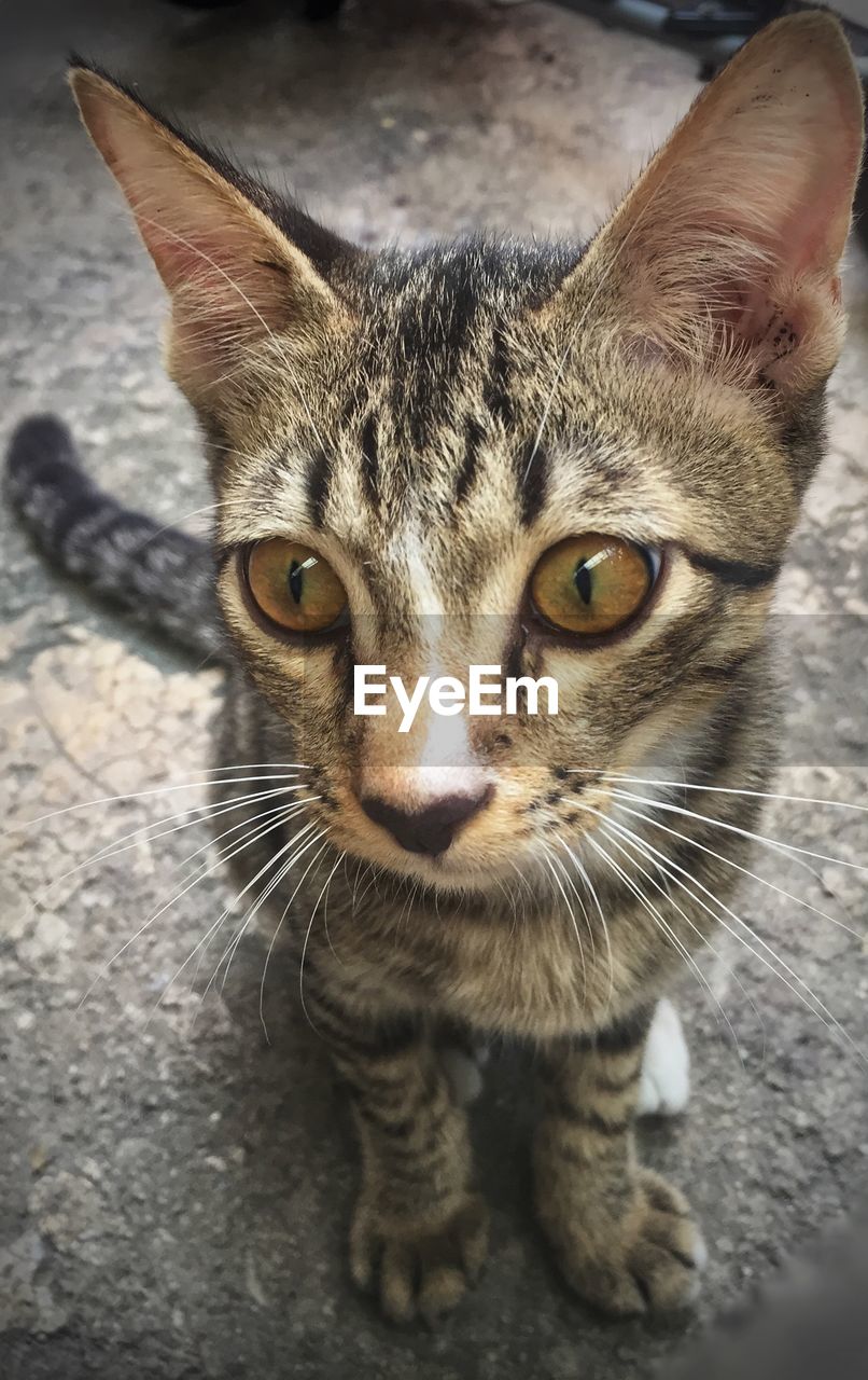 CLOSE-UP PORTRAIT OF TABBY KITTEN ON FLOOR