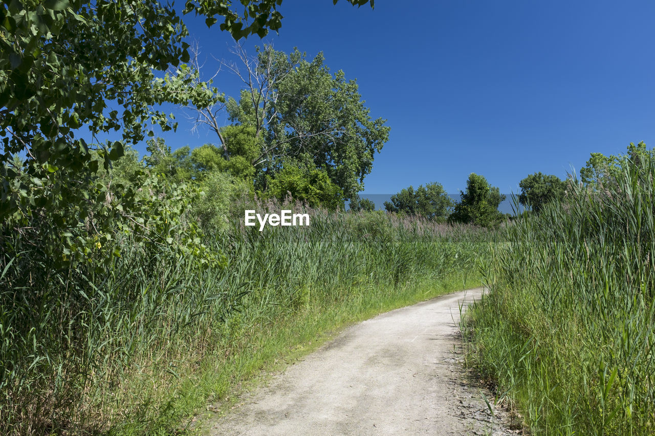 ROAD AMIDST TREES AGAINST SKY