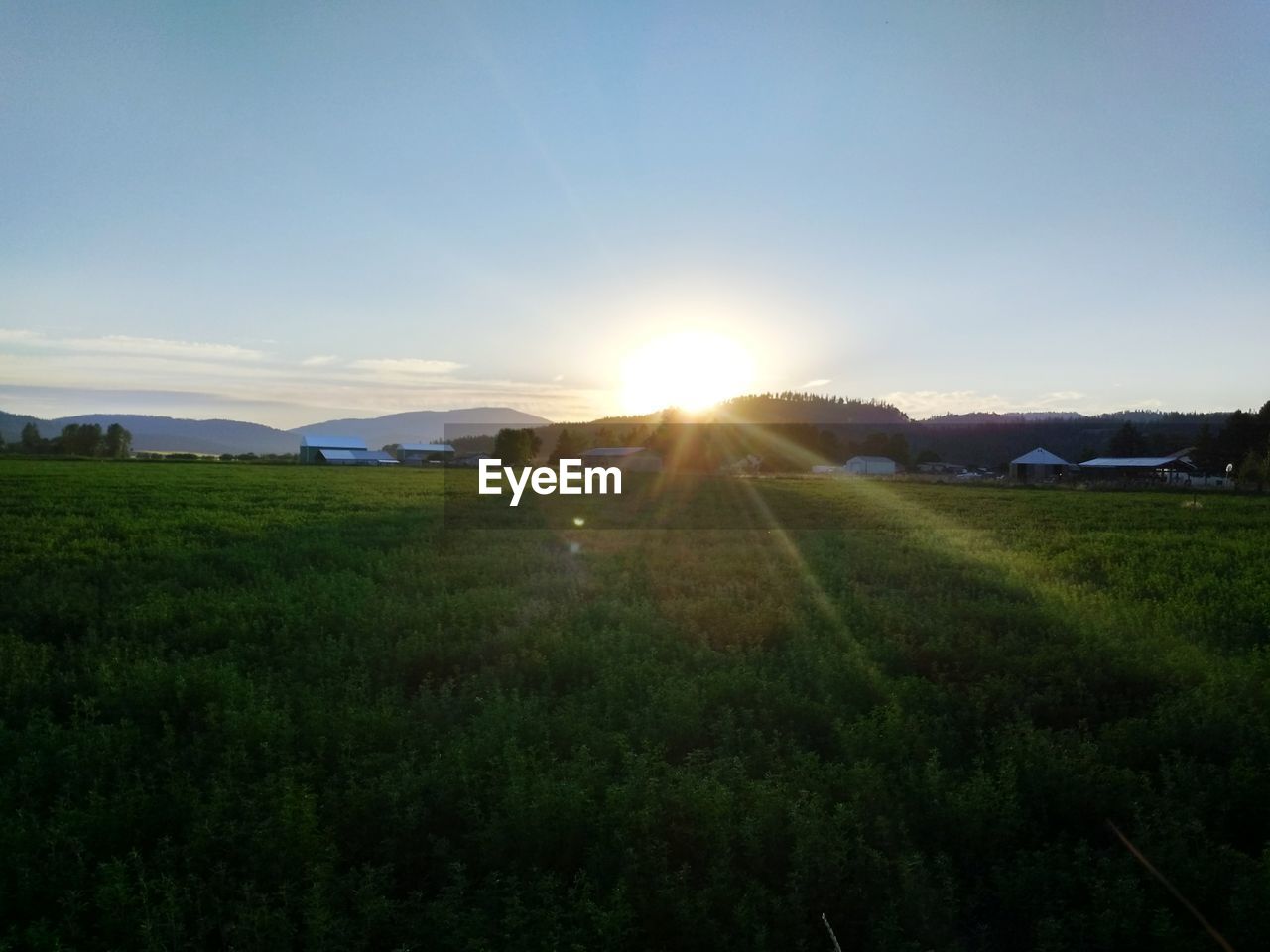 SCENIC VIEW OF GRASSY FIELD AGAINST BRIGHT SUN