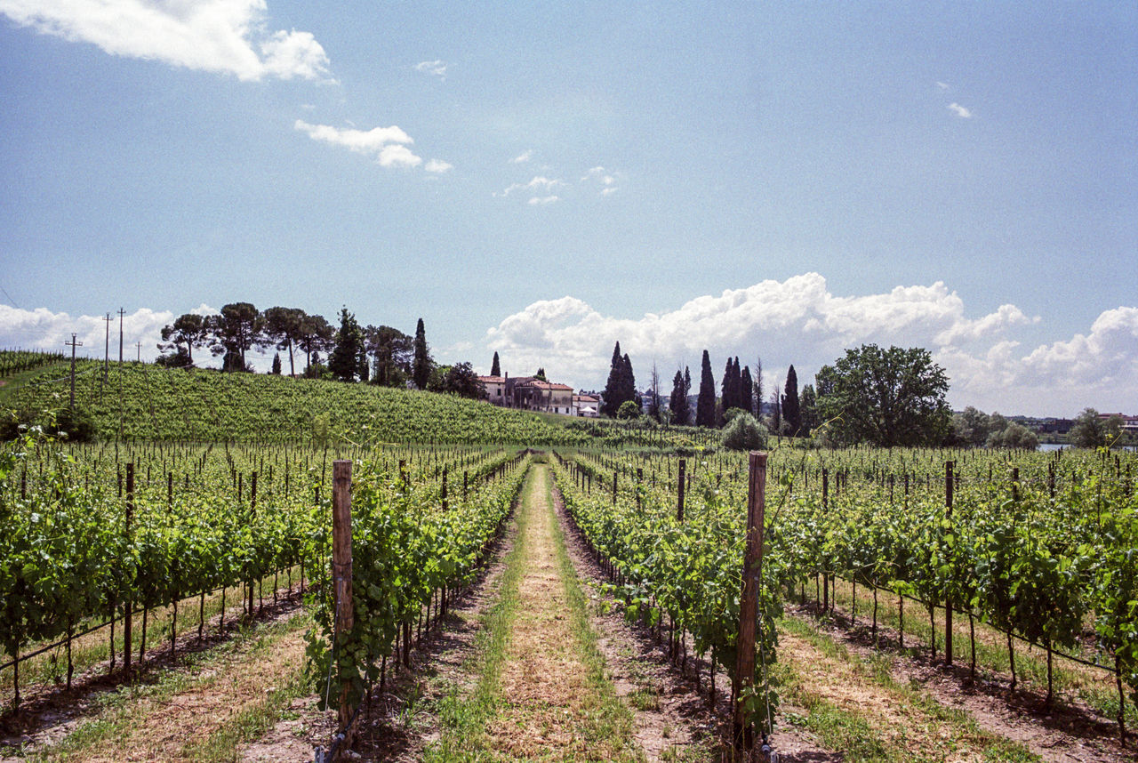 Scenic view of italian vineyard against sky.