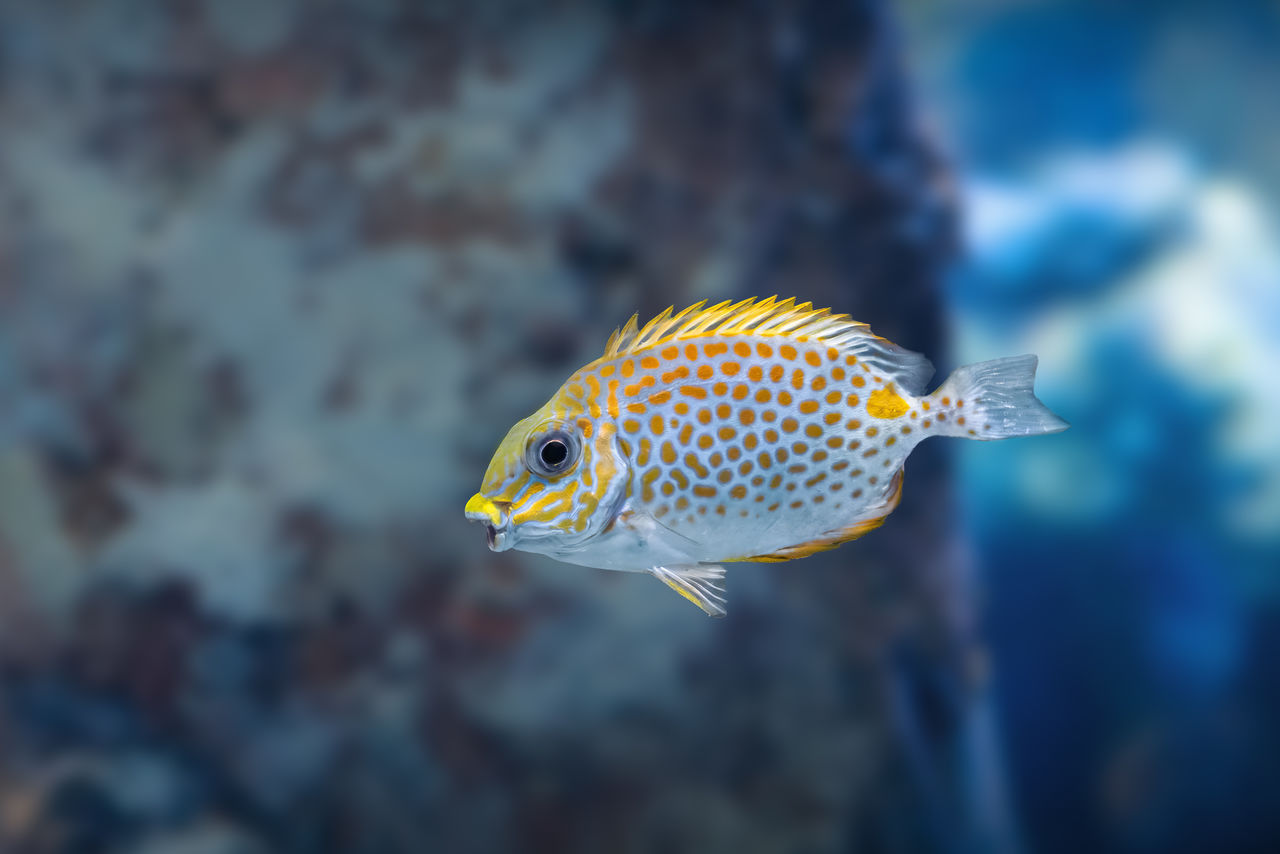 close-up of fish in aquarium