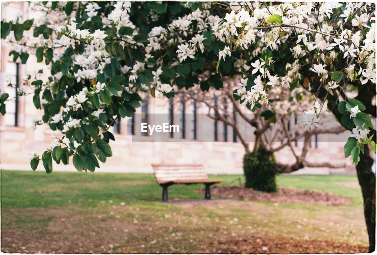 View of bench in park