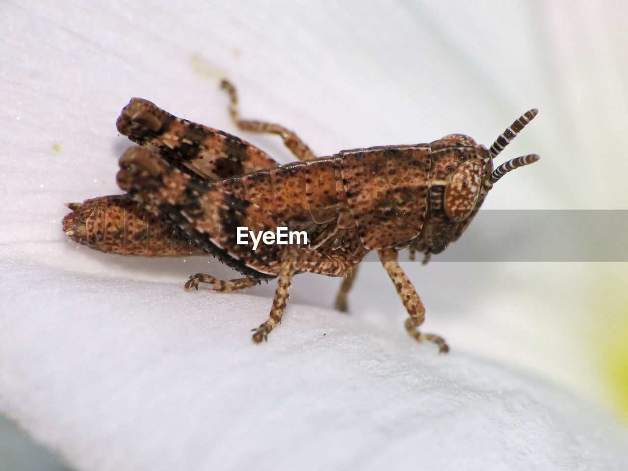 CLOSE-UP OF INSECT ON FLOOR