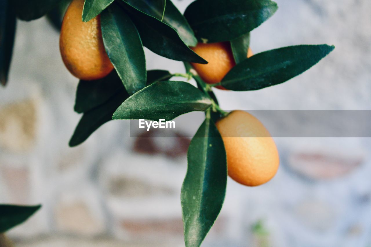 Close-up of orange fruit