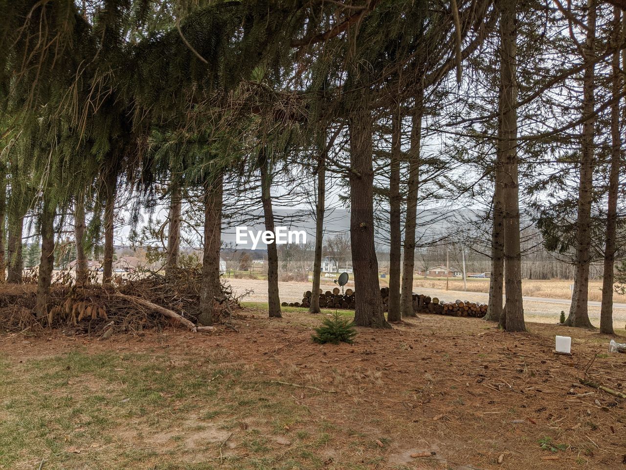 TREES GROWING ON FIELD