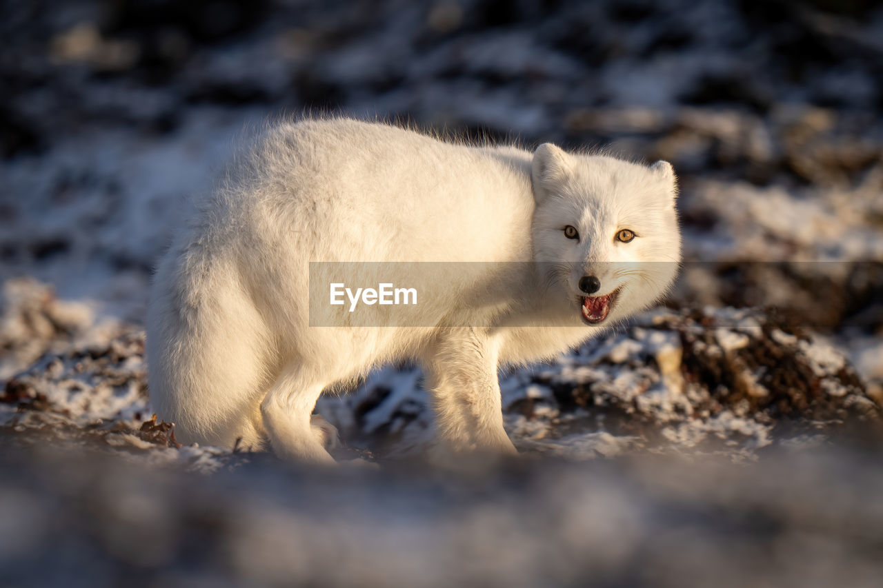 Arctic fox stands on tundra opening mouth